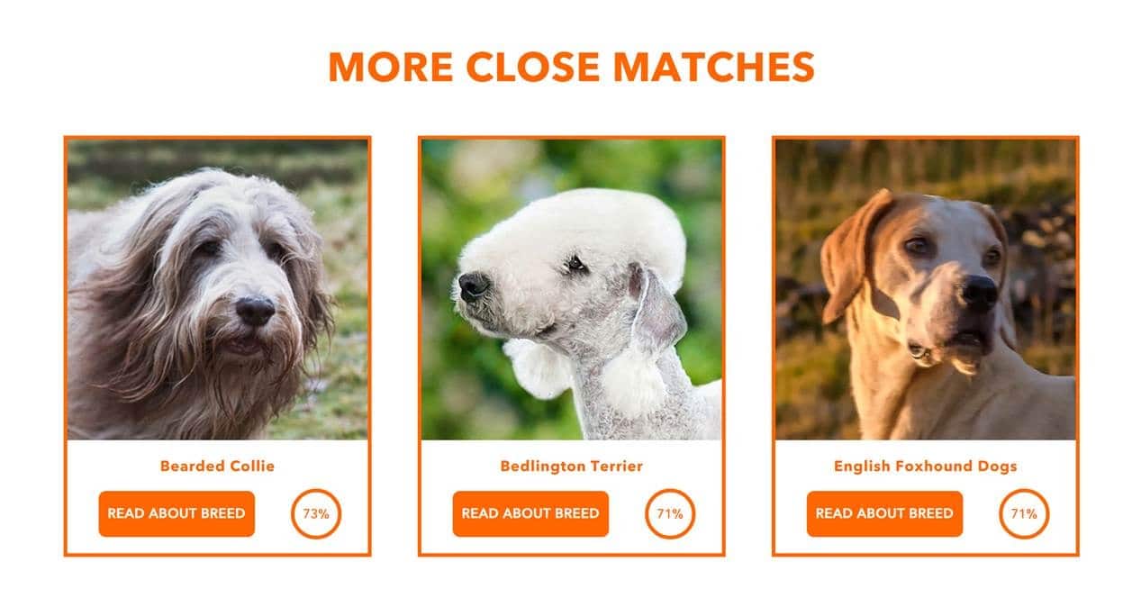 ```json
{
  "alt": "Three dog breeds featured: Bearded Collie, Bedlington Terrier, and English Foxhound Dogs, each with a suitability percentage.",
  "caption": "Explore your perfect canine match with the Bearded Collie, Bedlington Terrier, and English Foxhound Dogs. Dive into their unique traits and discover a new furry friend!",
  "description": "This image showcases three distinct dog breeds: Bearded Collie, Bedlington Terrier, and English Foxhound Dogs. Each breed is presented with a percentage indicating their match relevance, with the Bearded Collie at 73% and both the Bedlington Terrier and English Foxhound Dogs at 71%. The image invites users to learn more about each breed through interactive 'Read About Breed' buttons, offering an engaging way to discover canine companions."
}
```